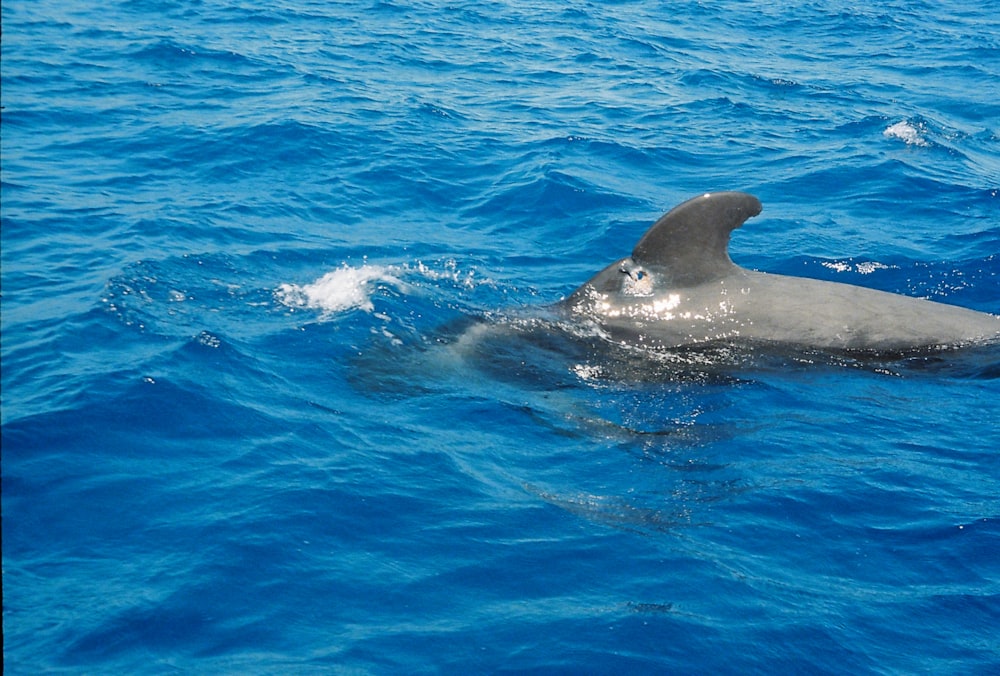 a dolphin is swimming in the blue water