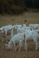 A group of goats grazing together in a farm setting.