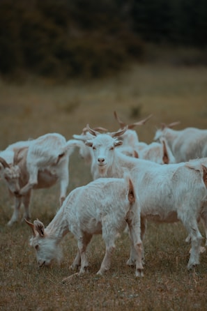 A group of goats grazing together in a farm setting.