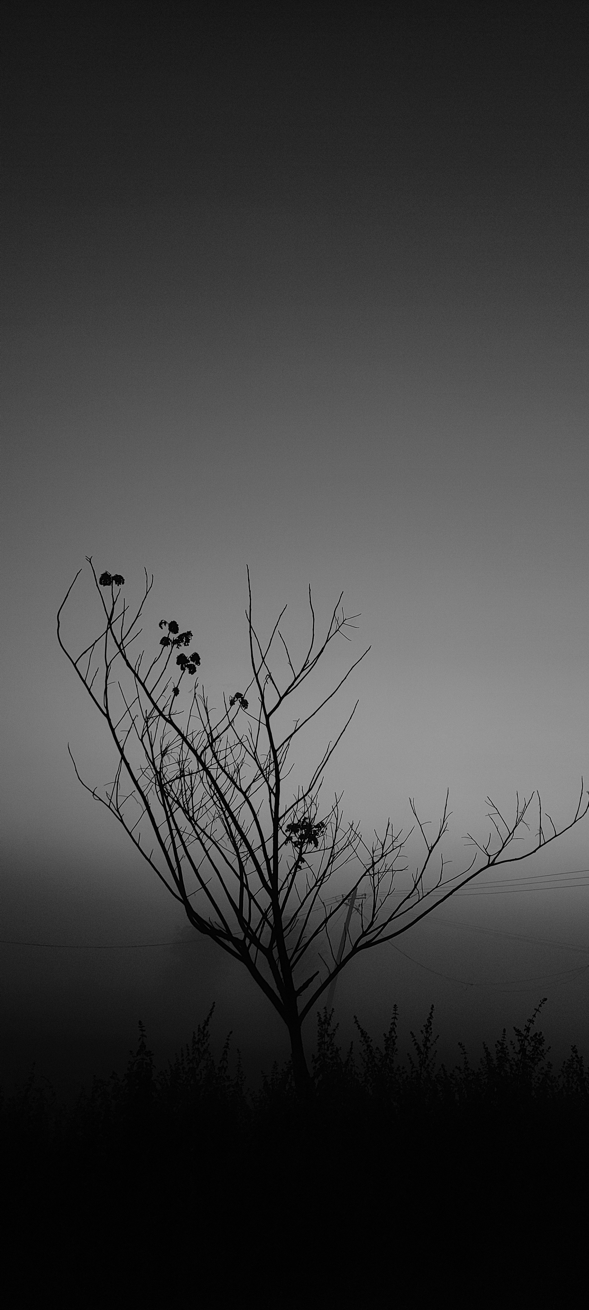 a black and white photo of a tree in the fog
