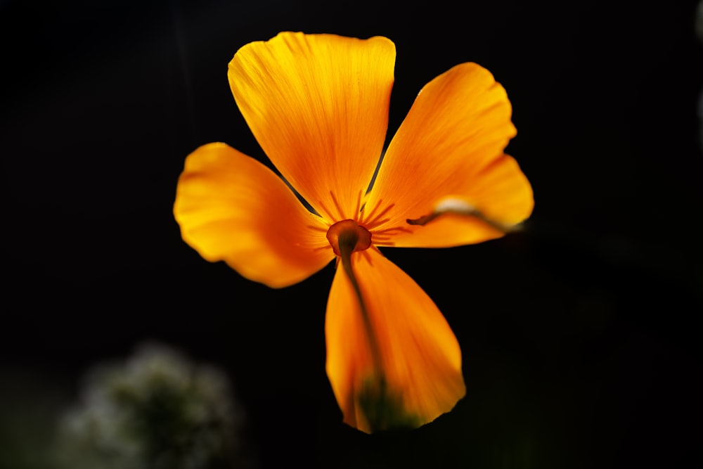 Un primer plano de una flor amarilla sobre un fondo negro