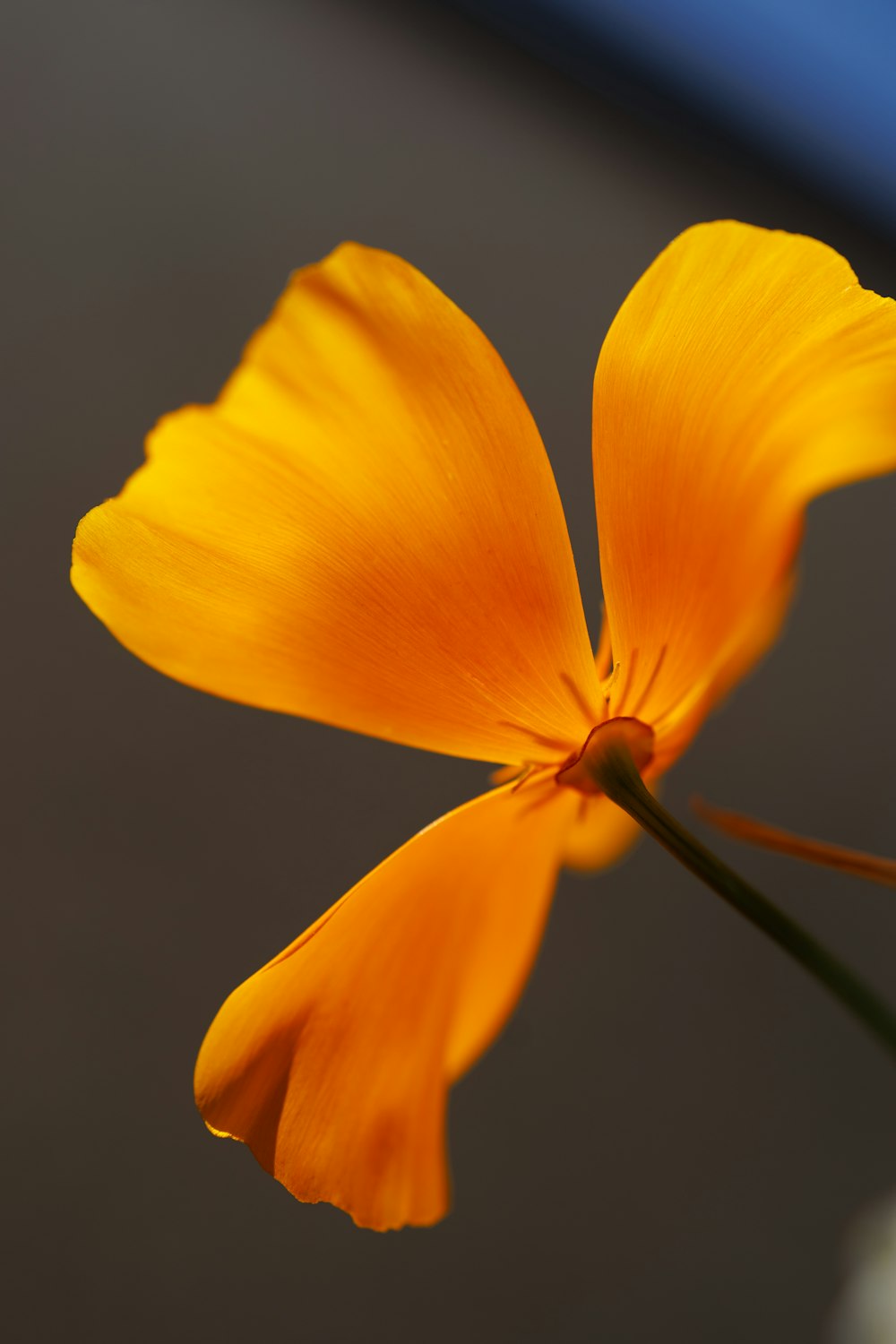 a close up of a flower with a blurry background