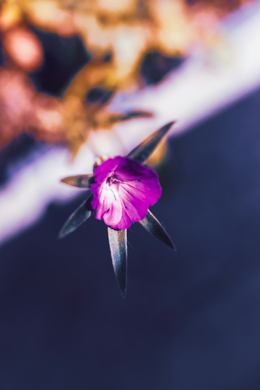 Un fiore viola è nel mezzo di una foto sfocata
