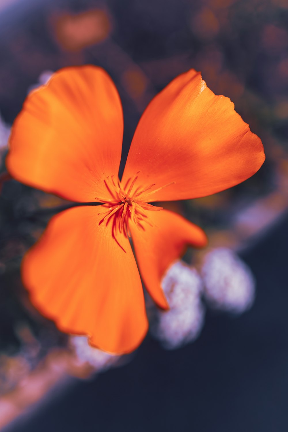 um close up de uma flor em uma mesa