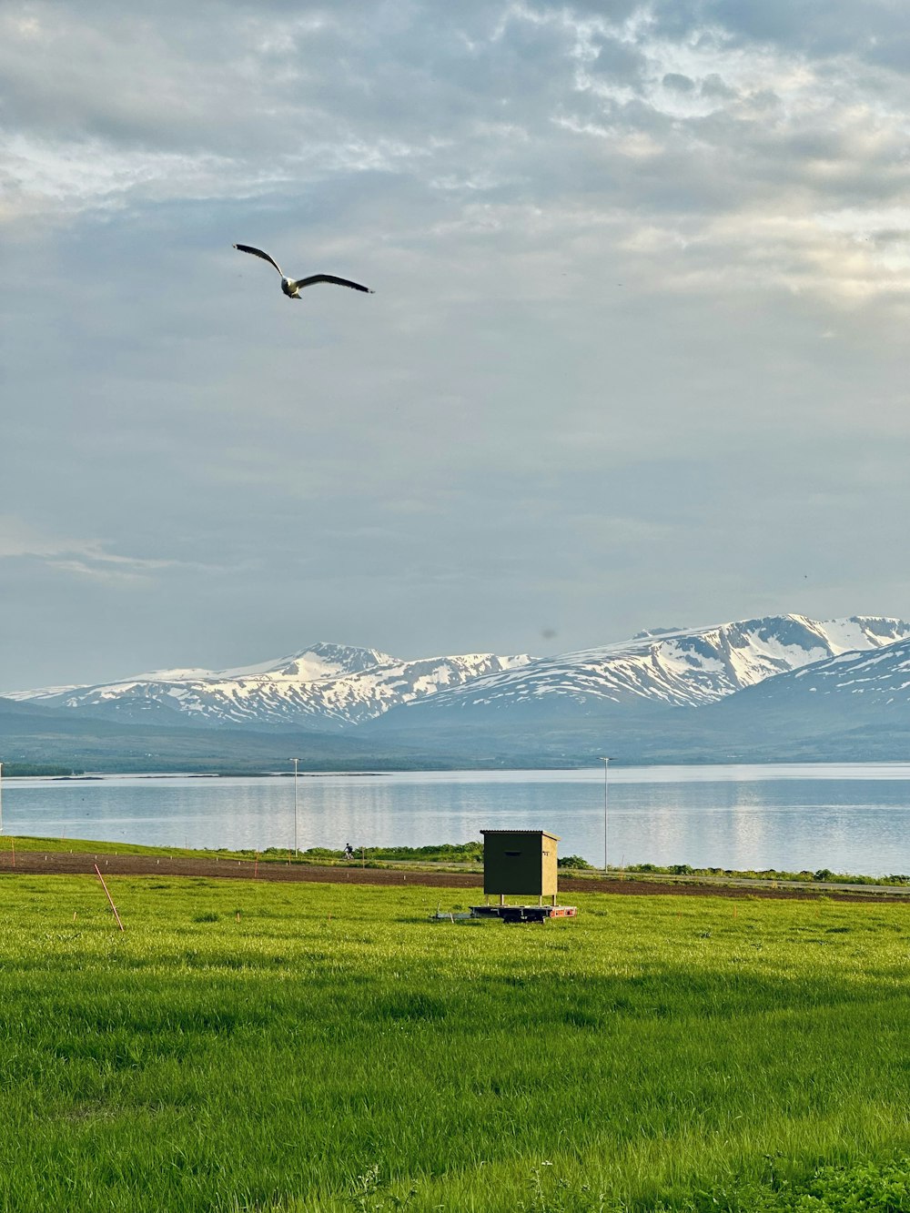 a bird flying over a green field next to a body of water