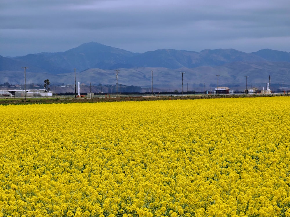 a field of yellow flowers with mountains in the background