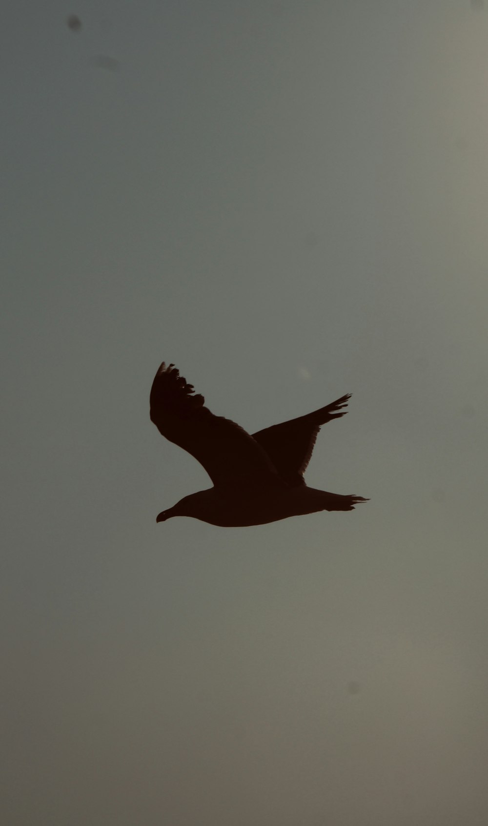 a large bird flying through a gray sky