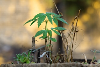 A small cannabis plant is growing in focus with its distinct serrated leaves. It is surrounded by other small plants and dried stems, set against a blurred natural background with warm tones.