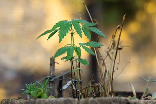 A small cannabis plant is growing in focus with its distinct serrated leaves. It is surrounded by other small plants and dried stems, set against a blurred natural background with warm tones.