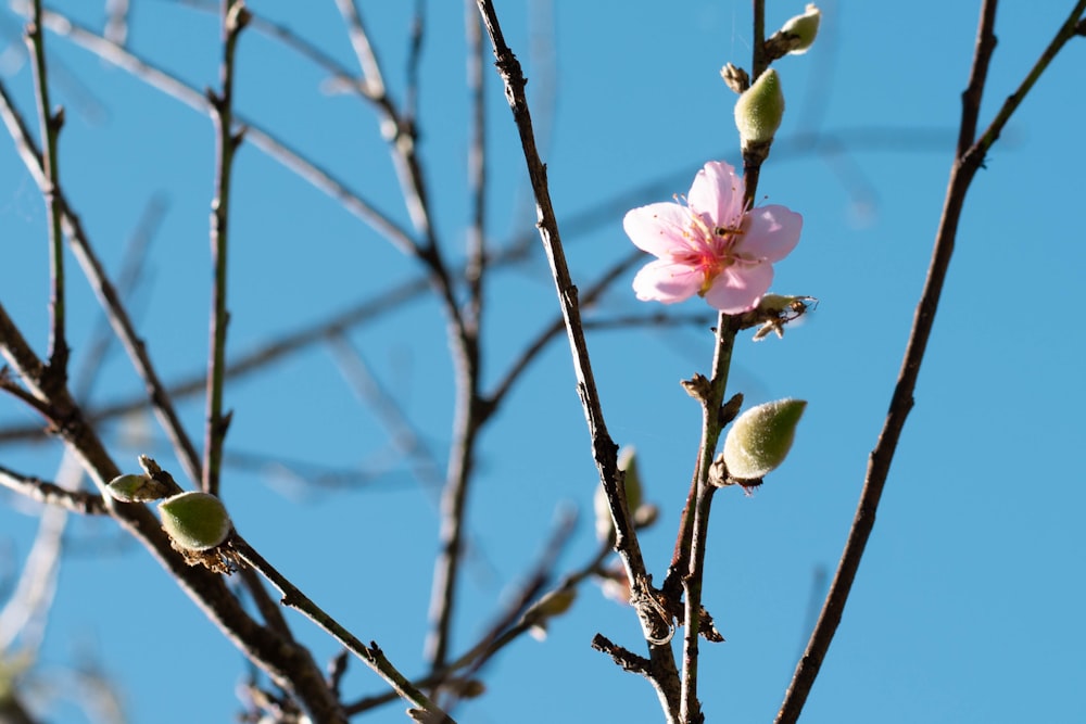 a pink flower on a tree branch against a blue sky