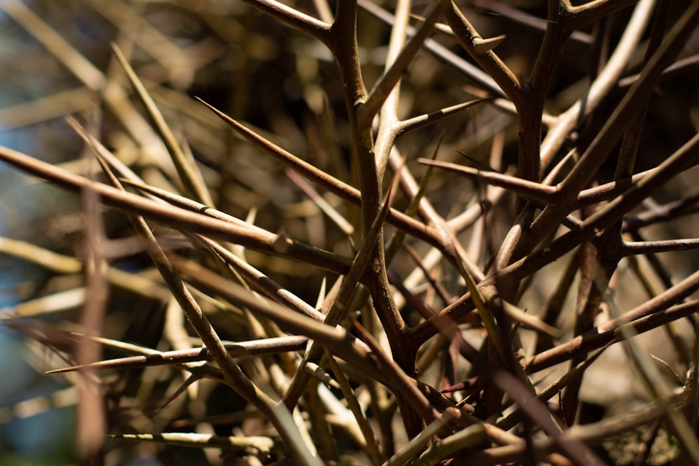 a close up of a bunch of small branches