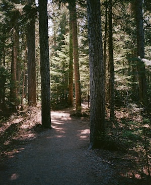 A serene forest scene with tall trees casting shadows along a narrow dirt path. Sunlight filters through the branches, creating a dappled light effect on the ground. The lush greenery suggests a fresh and tranquil environment.
