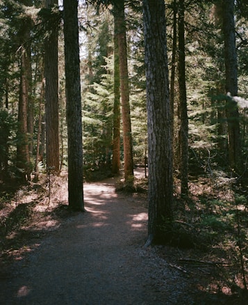 A serene forest scene with tall trees casting shadows along a narrow dirt path. Sunlight filters through the branches, creating a dappled light effect on the ground. The lush greenery suggests a fresh and tranquil environment.