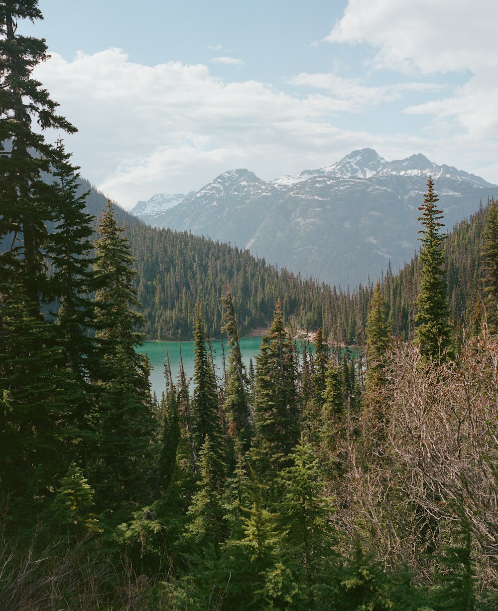 Una vista panorámica de un lago de montaña rodeado de pinos