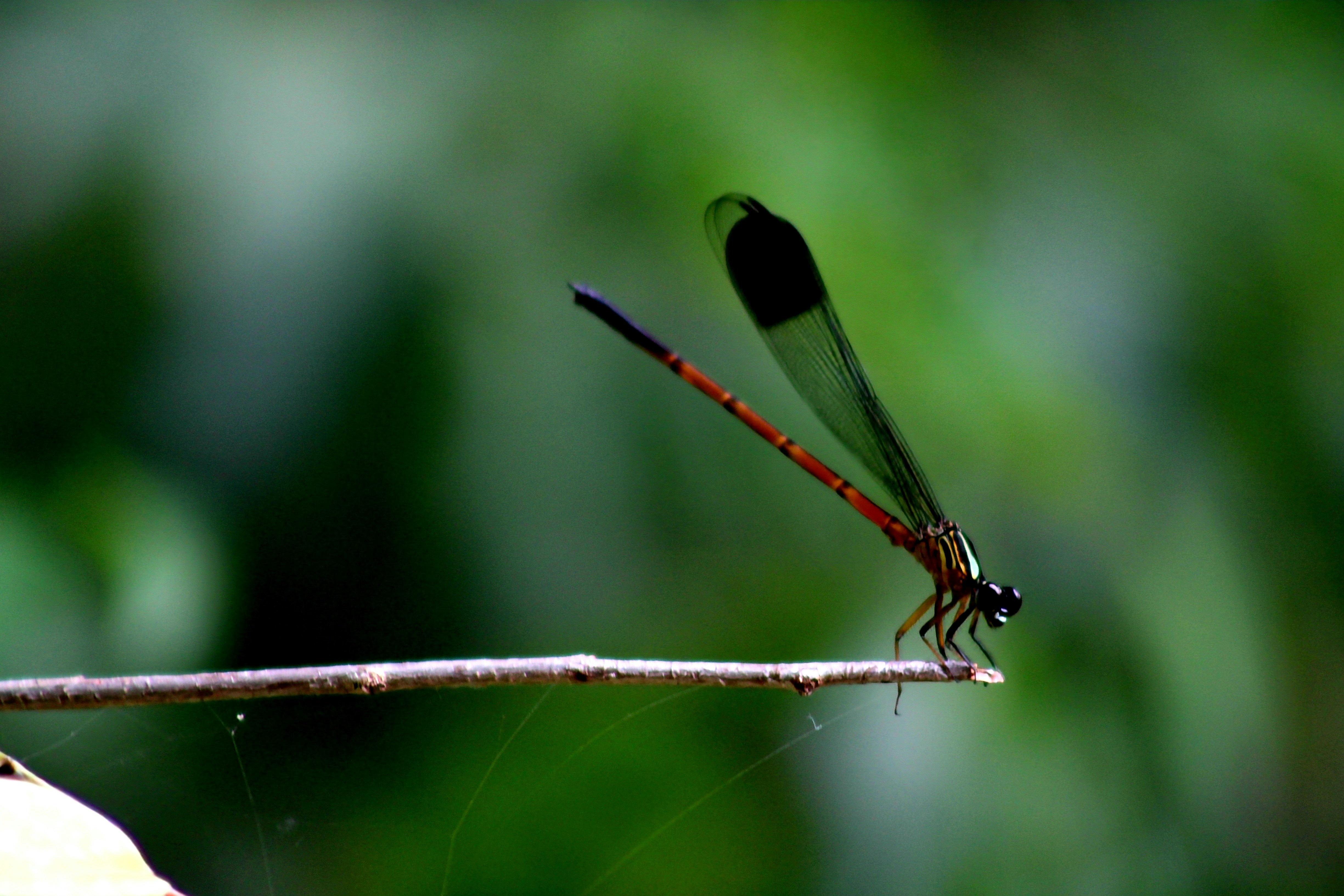 Photo by kailashmaratha55