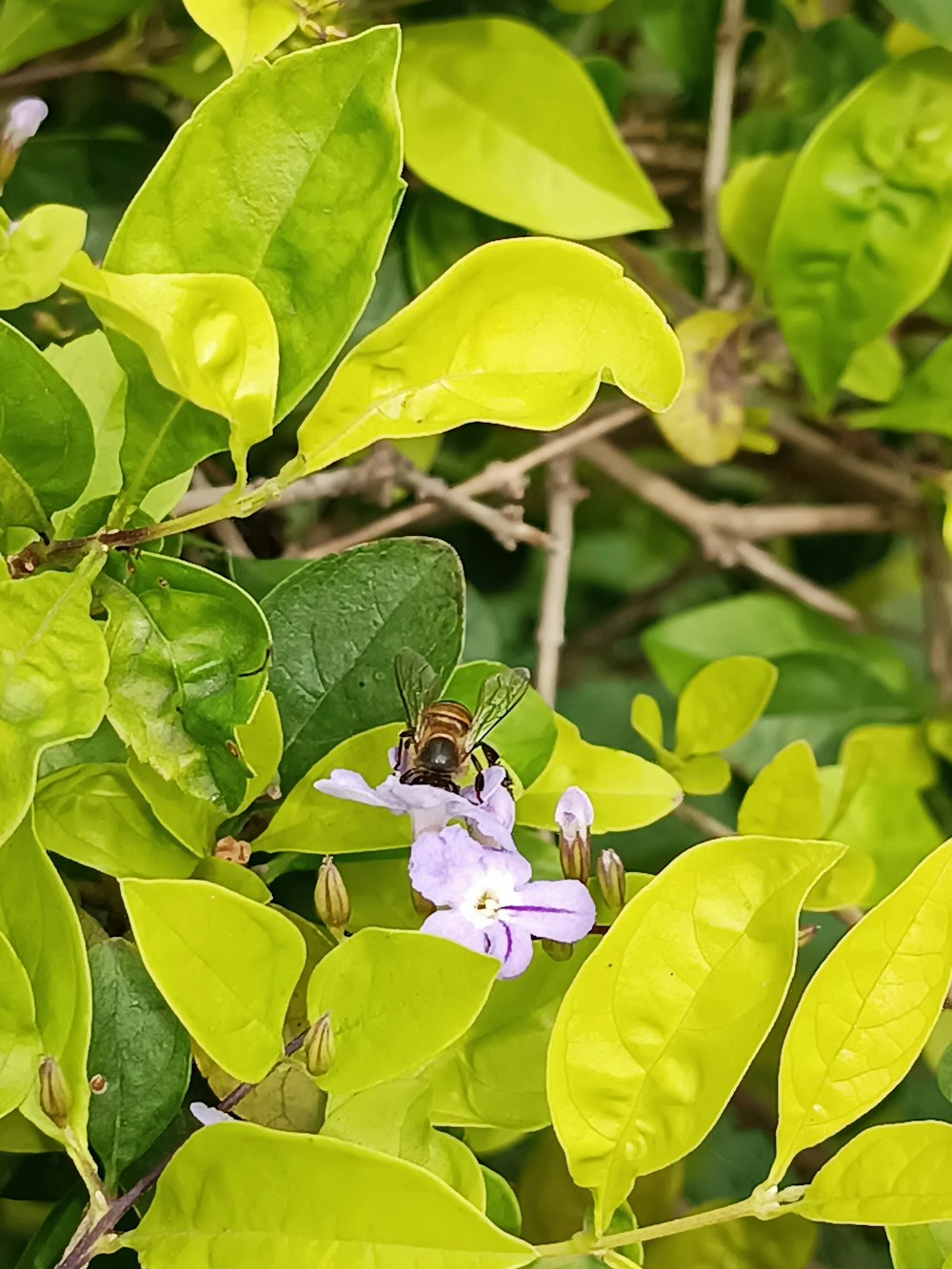 a bee sitting on top of a purple flower