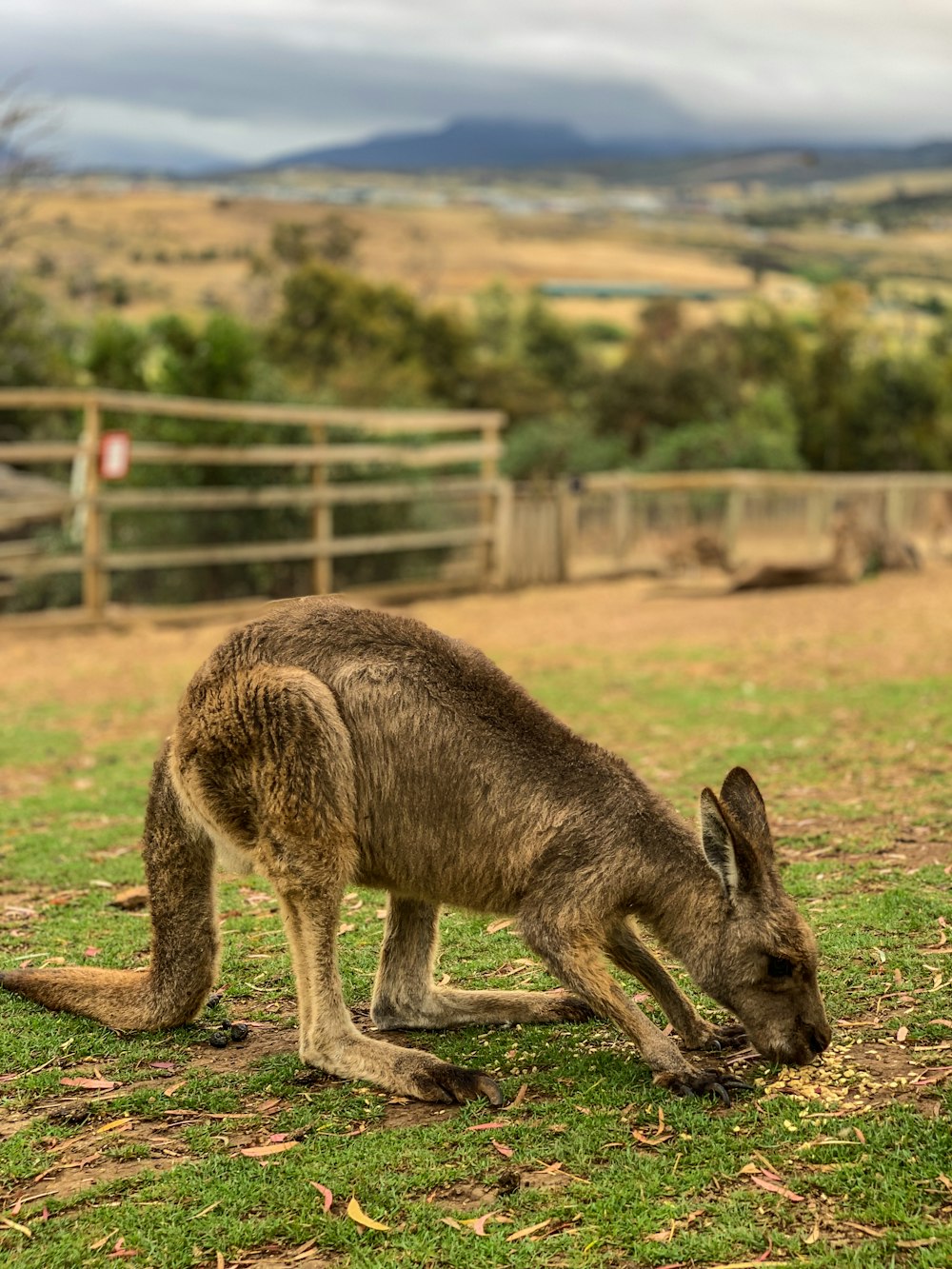 a kangaroo eating grass in a fenced in area