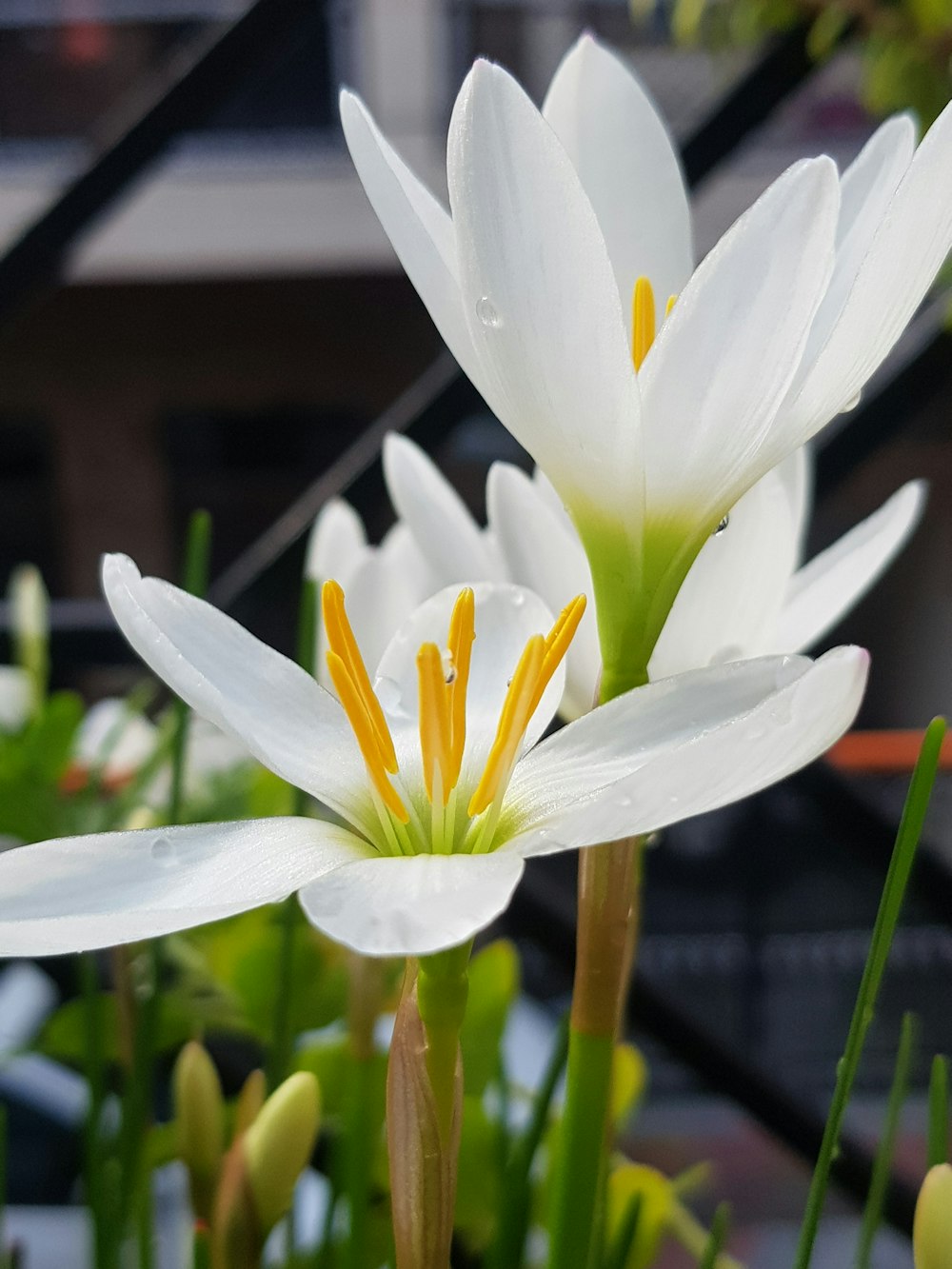 two white flowers with yellow stamens in a garden