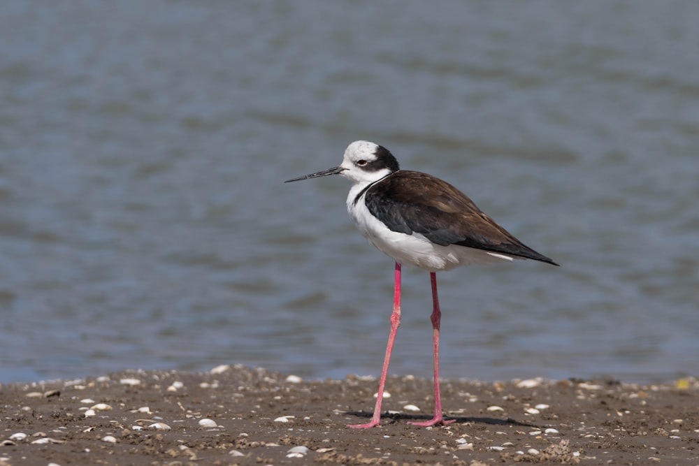 a black and white bird standing on a beach next to a body of water