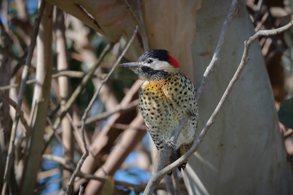 a small bird perched on a tree branch