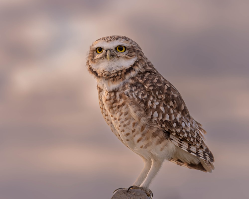 a small owl standing on top of a rock