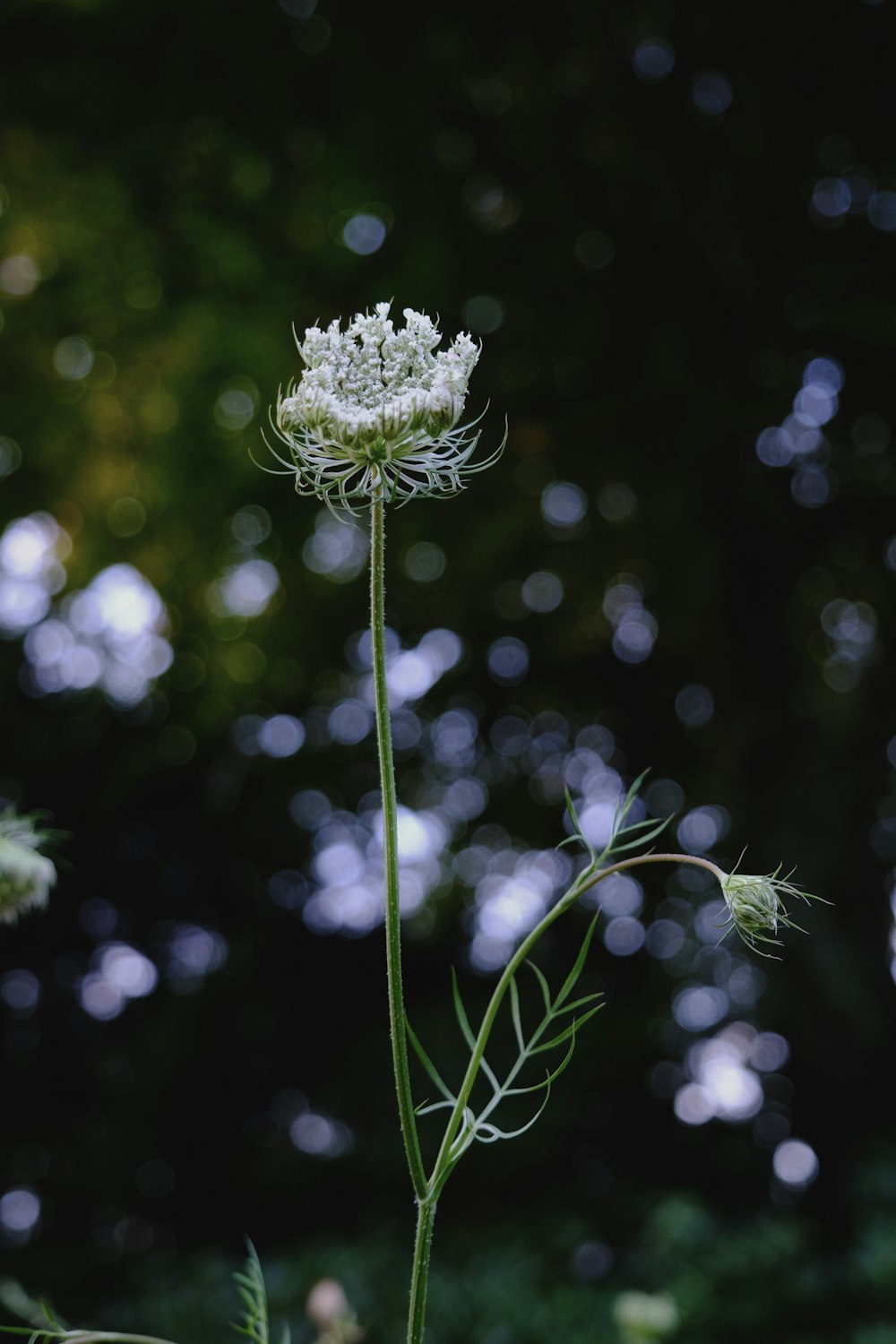 a close up of a white flower with blurry trees in the background