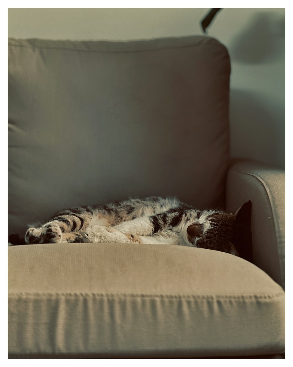 a cat laying on its back on a couch