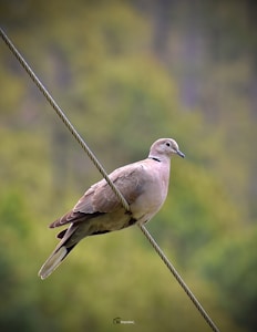 Peaceful Dove Tee