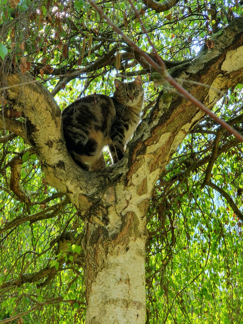 a cat sitting in the middle of a tree