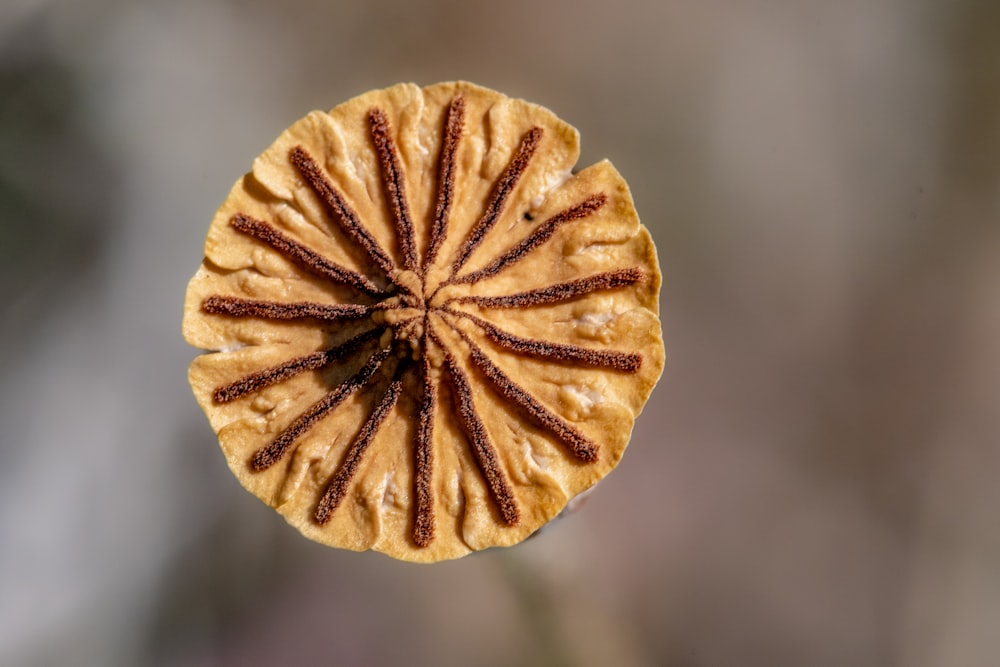 a close up view of a dried flower