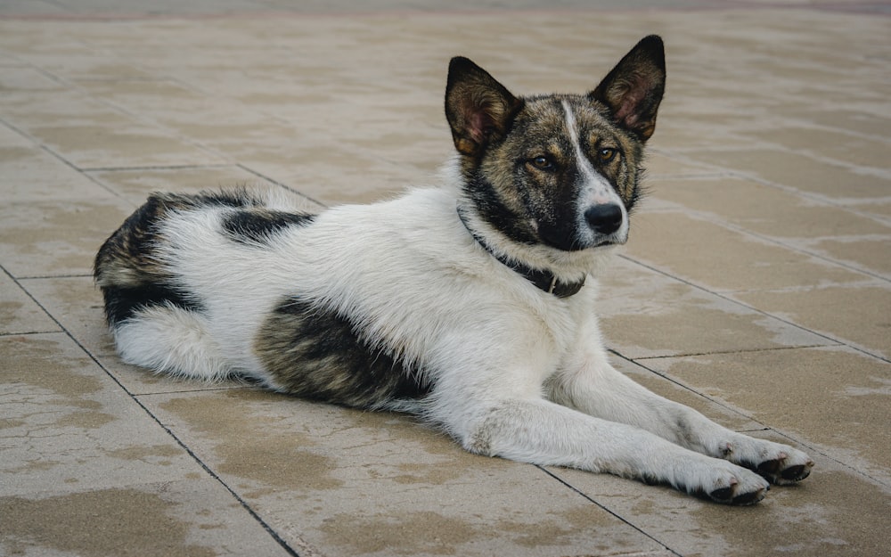 a black and white dog laying on a tiled floor