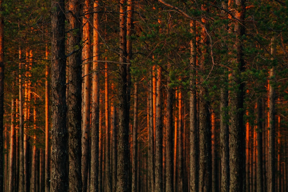 a row of trees in the middle of a forest