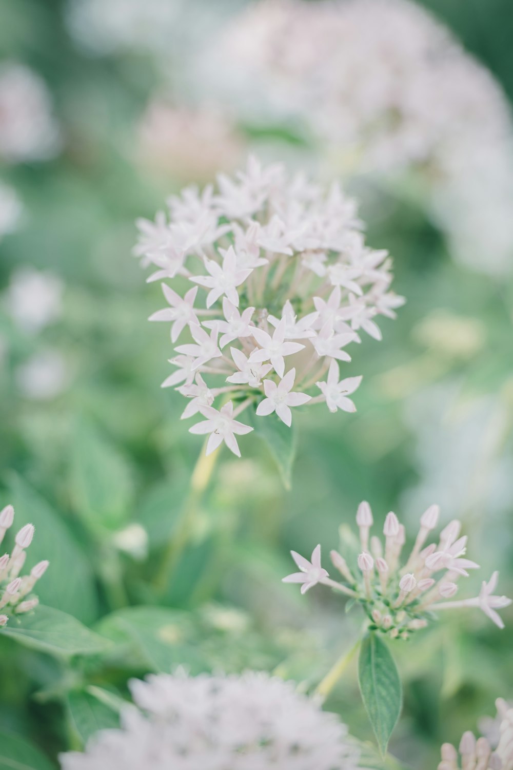 um close up de um ramo de flores brancas