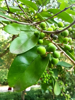 Wide shot of a jujube orchard with lush green leaves and clusters of fruit