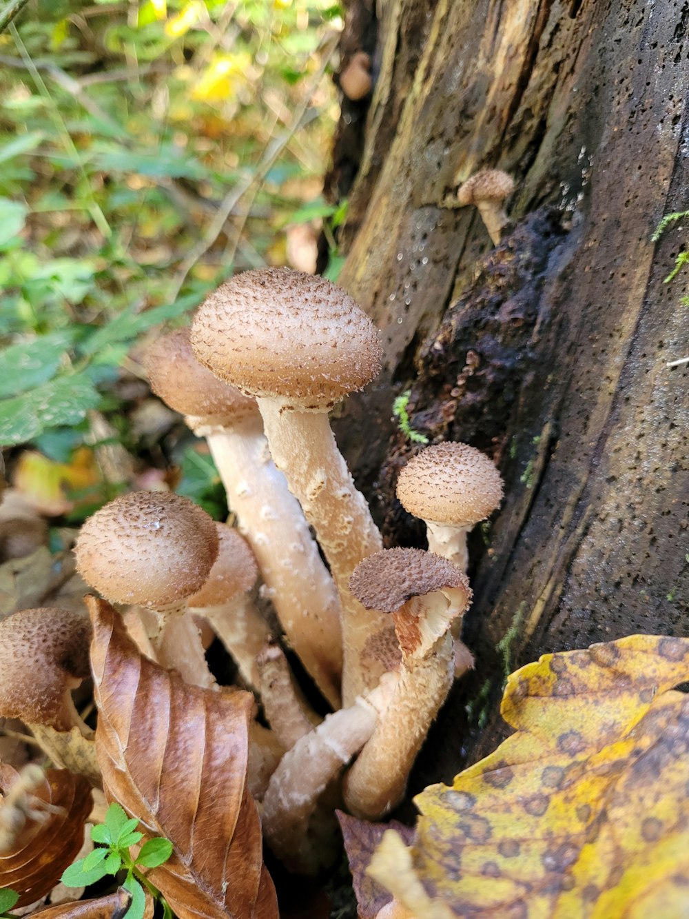 a group of mushrooms growing on the side of a tree