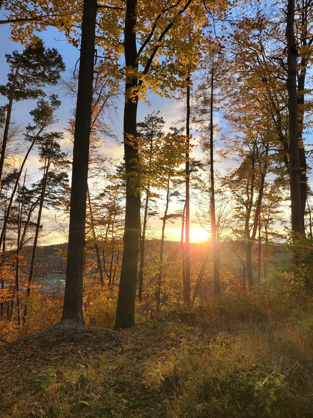 the sun is shining through the trees in the woods