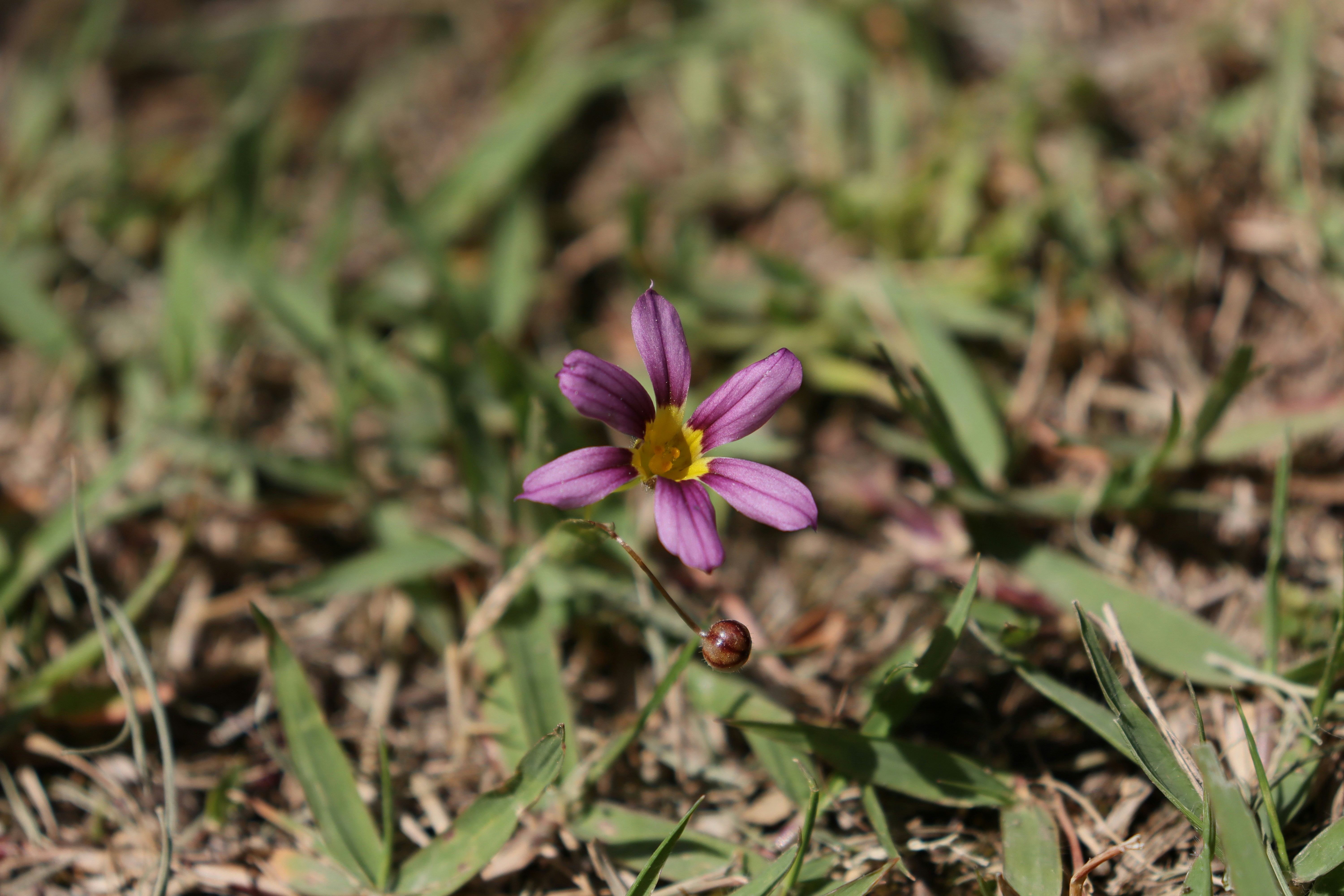 Una pequeña flor púrpura sentada en la parte superior de un campo cubierto de hierba
