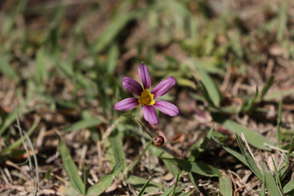 a small purple flower sitting on top of a grass covered field