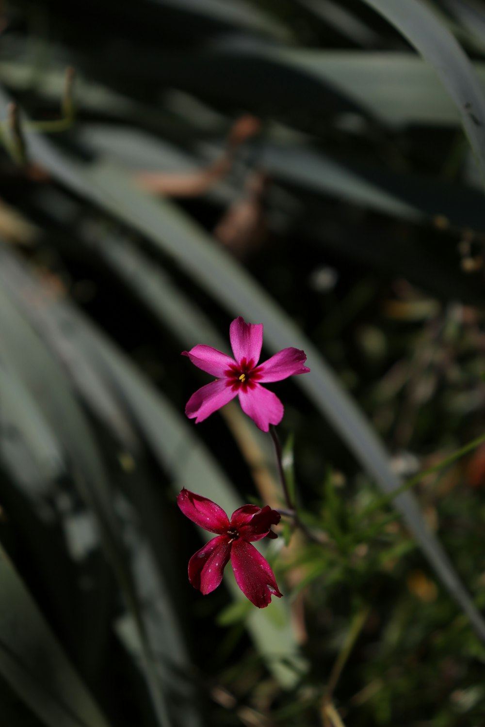 eine rosa Blume wächst im Gras