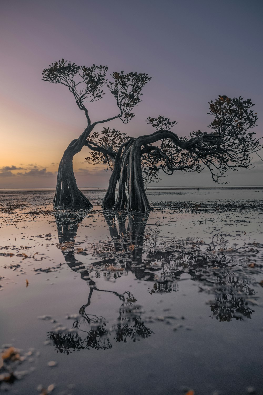 a tree that is standing in the water