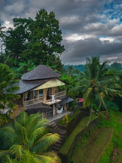 a house in the middle of a lush green forest