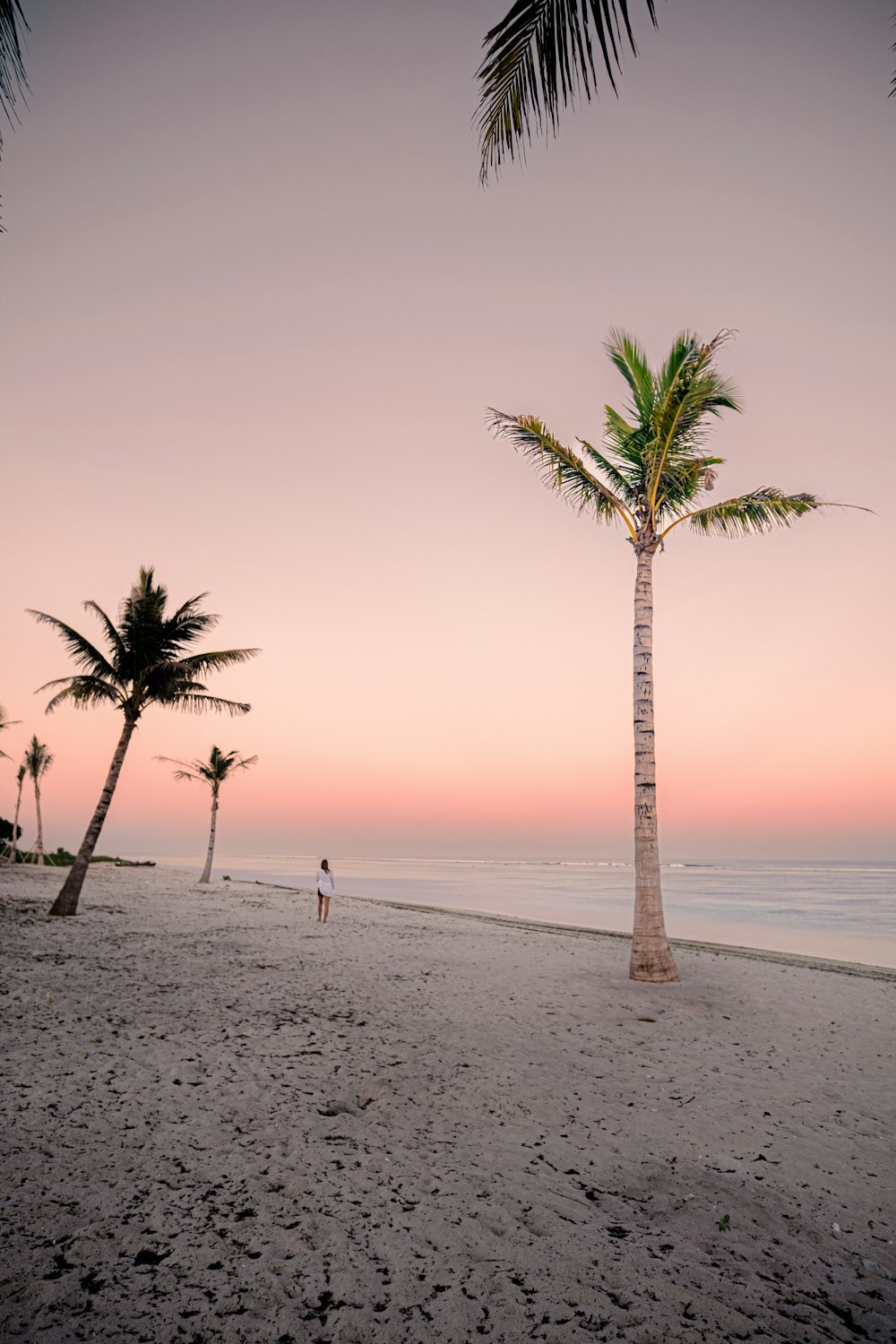 a person standing on a beach next to a palm tree