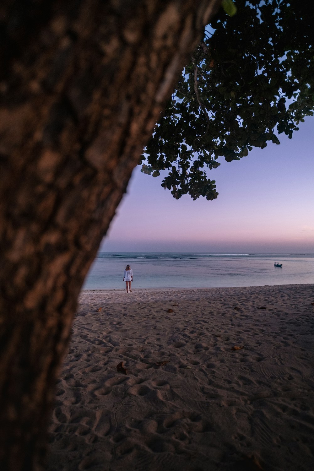 a person standing on a beach next to a tree