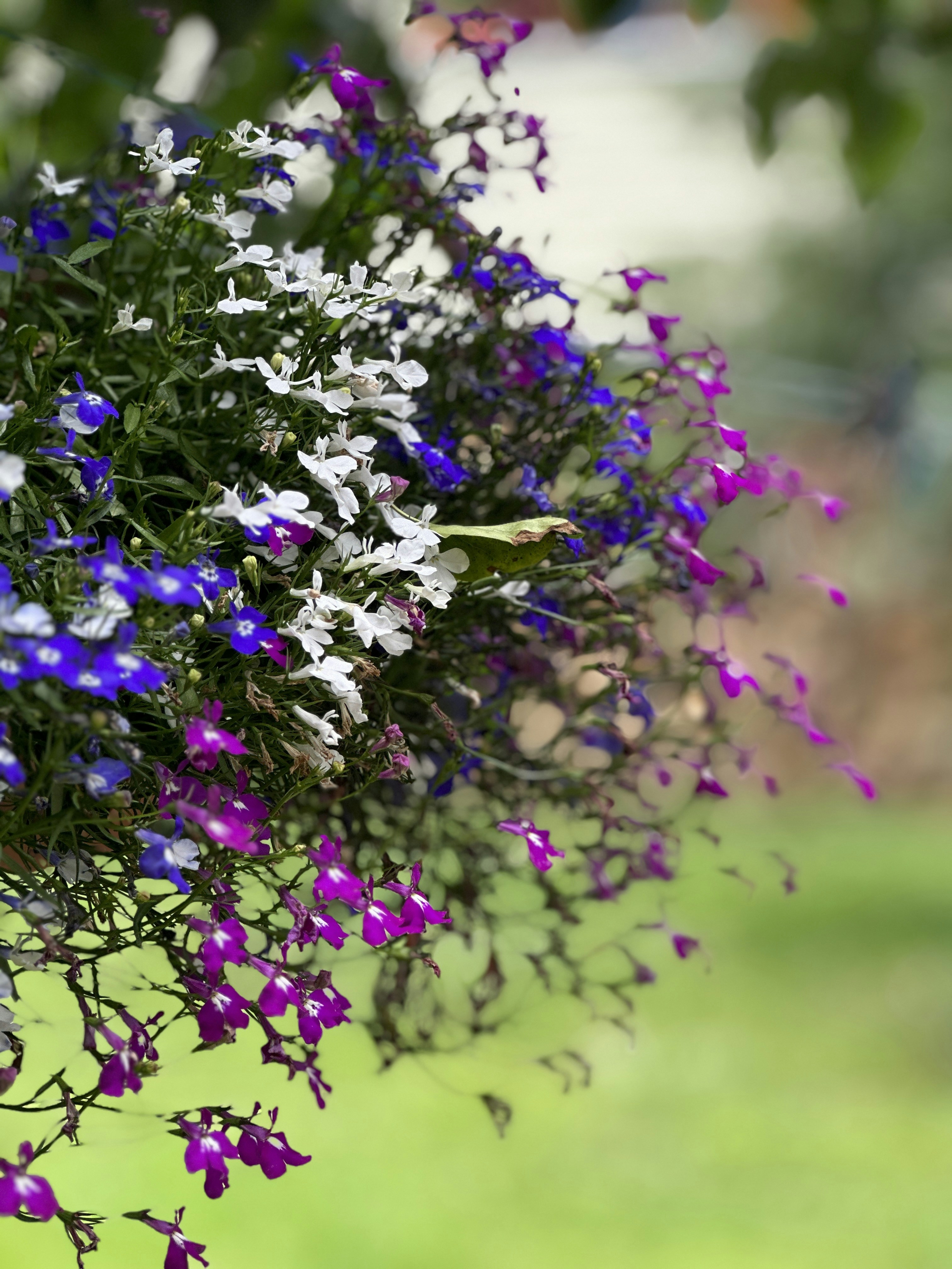 Photo by archange1michael