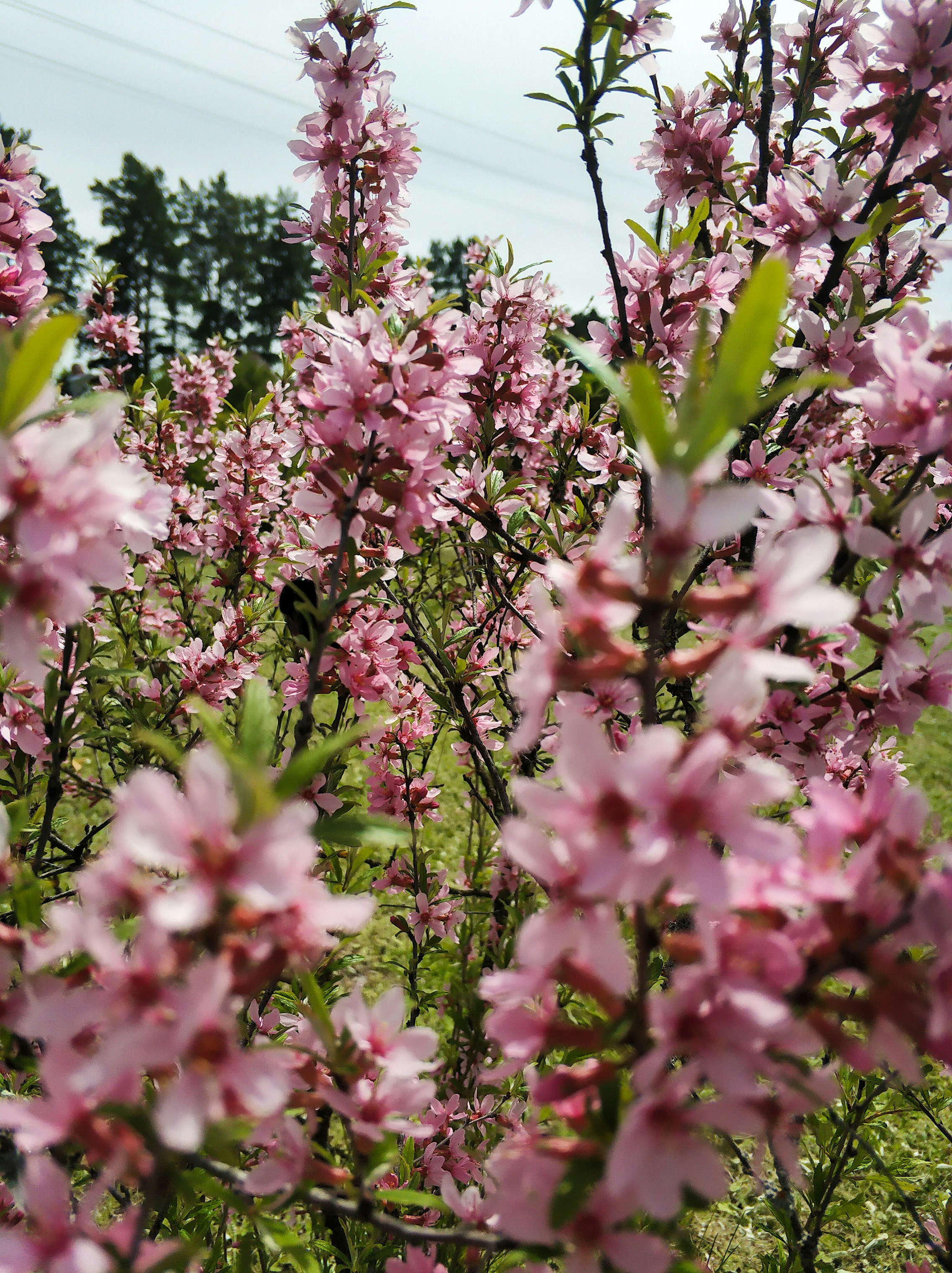 Photo by lipetskaya_zemlya