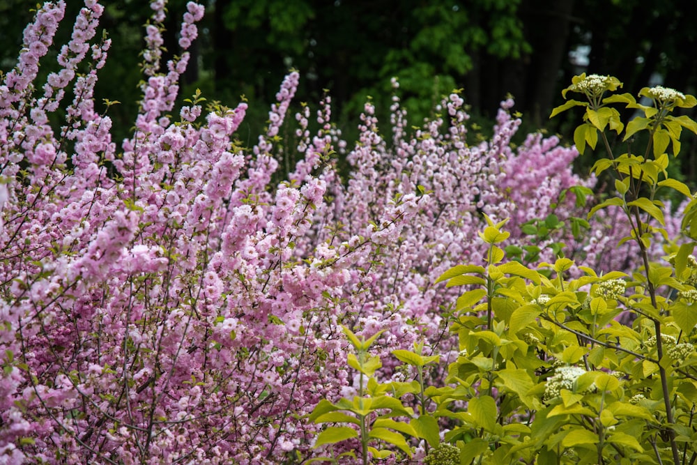 a field full of purple flowers next to a forest