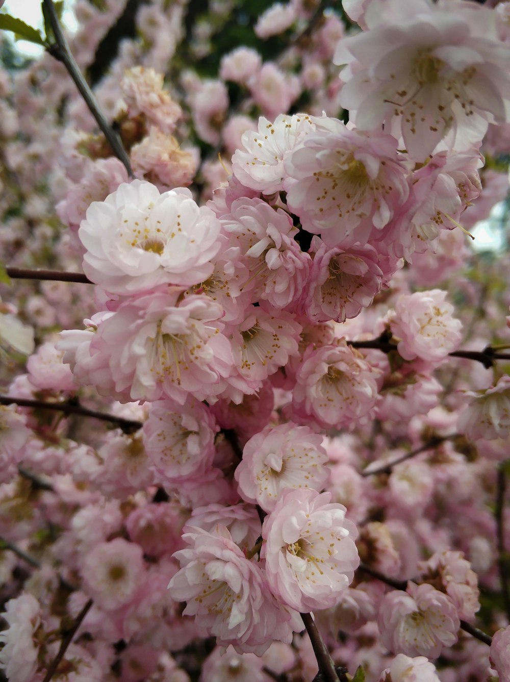 a bunch of pink flowers on a tree