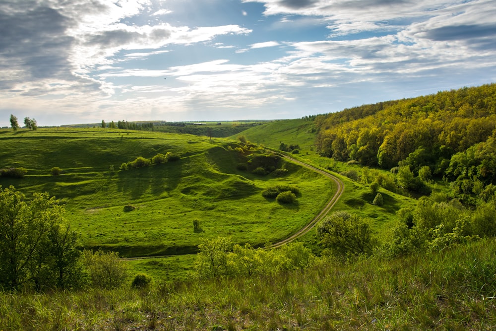 a lush green hillside covered in lush green grass