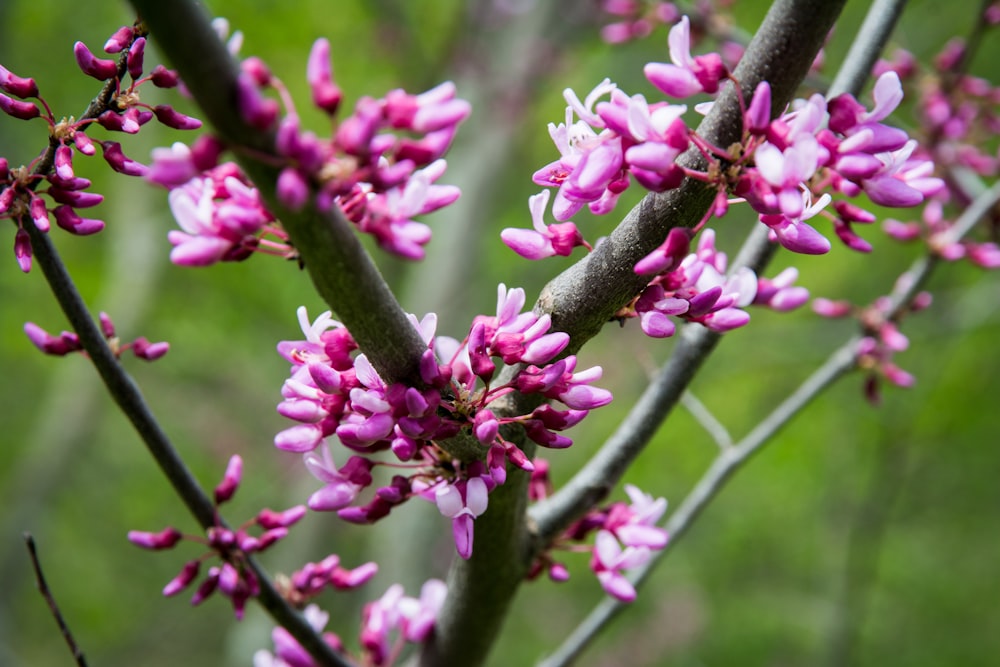 a close up of a tree with pink flowers