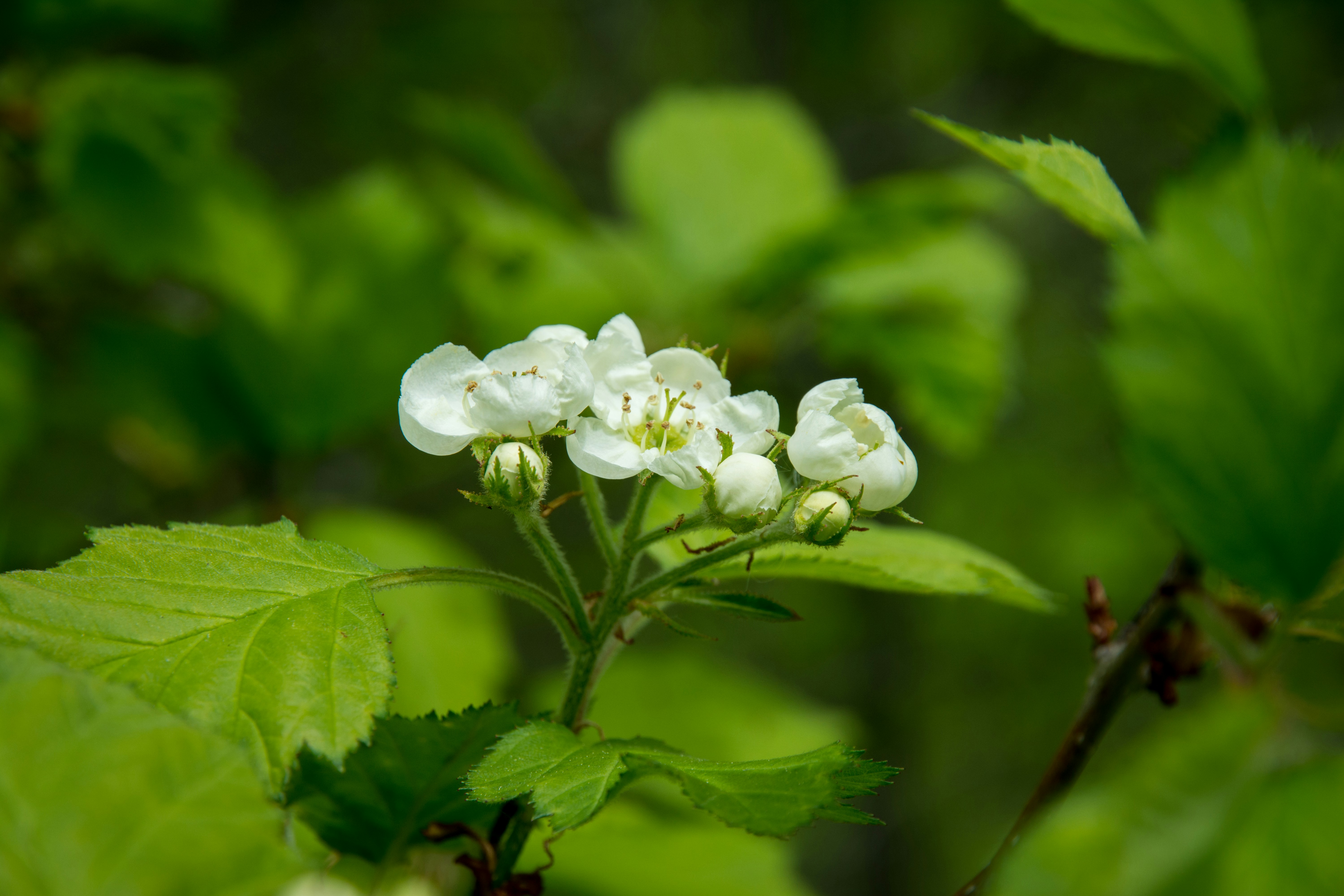 Photo by lipetskaya_zemlya